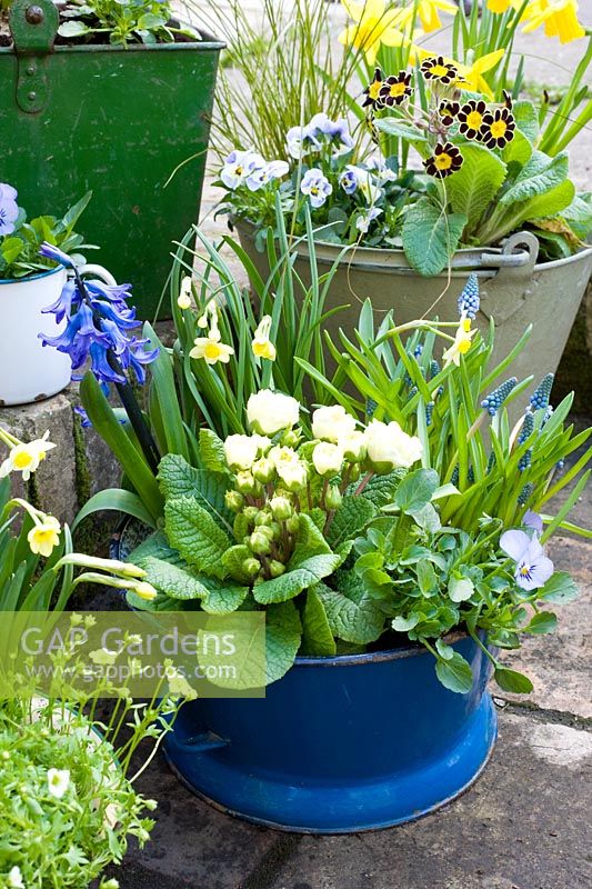 Ancienne passoire bleue plantée pour le printemps avec un thème bleu et jaune. Les plantes comprennent le Narcisse 'Minnow', le muscari, les altos, la jacinthe et la primevère