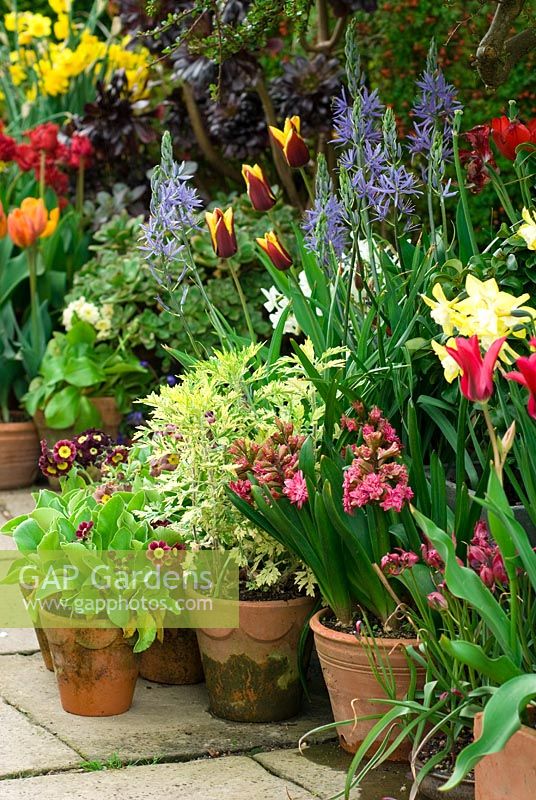 Affichage des bulbes à fleurs de printemps dans des pots par la porte d'entrée à Great Dixter dans le Sussex, y compris les tulipes, la jonquille, Primula auricula, la jacinthe, la camassie et l'artemisia 'Limelight' en avril