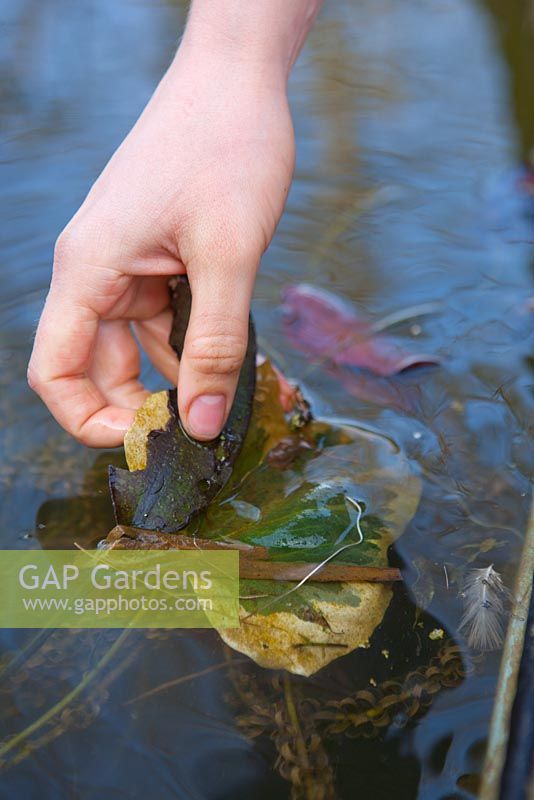 Enlever les feuilles automnales de l'étang