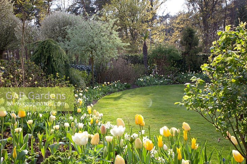 Jardin avec plantation de Tulipa 'West Point', Tulipa 'Verona', Tulipa 'Flaming Coquette', Tulipa 'City of Vancouver', Narcissus 'Lemon Drops' et Pyrus salicifolia 'Pendula'