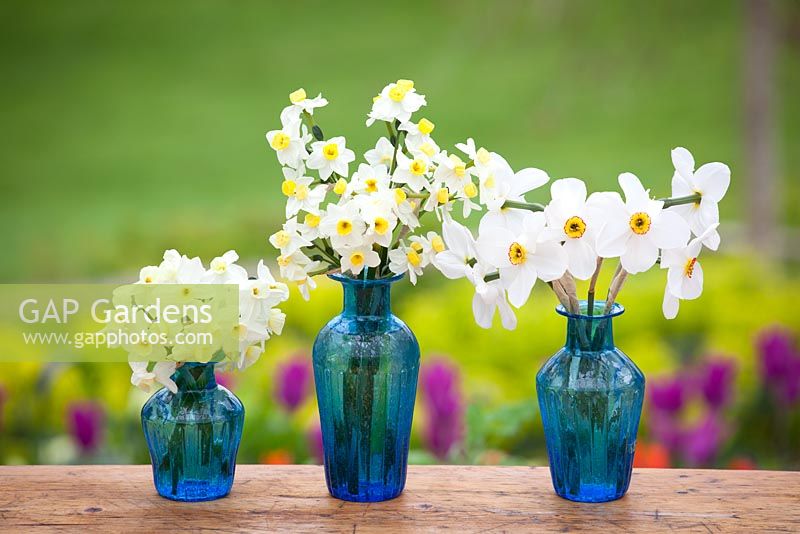 Collections de narcisses dans des vases bleus - Narcisse 'Silver Chimes', N. 'Avalanche' et N. 'Actaea'