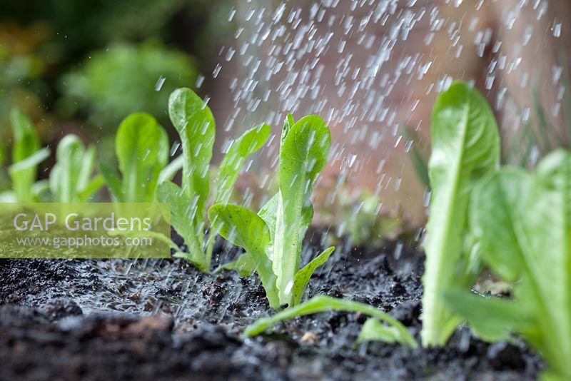 Étape par étape - planter des bouchons de laitue 'Little Gem' en bordure végétale surélevée