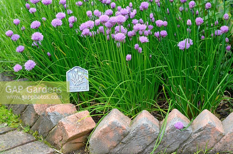 Allium schoenoprasum - Ciboulette en fleur avec étiquette de plante en métal, parterre de fleurs bordé de briques Norfolk, UK