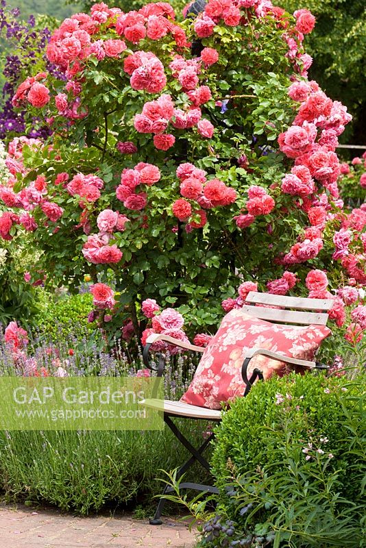 Chaise de jardin à côté de l'arbuste rose et lavande. Rosa 'Rosarium Uetersen', Buxus et Lavandula angustifolia