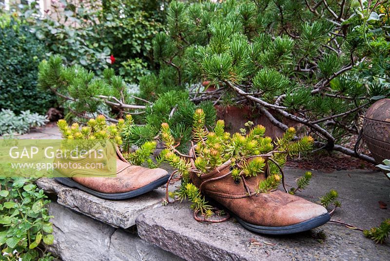 Sédums dans de vieilles chaussures sous Pinus Mugo