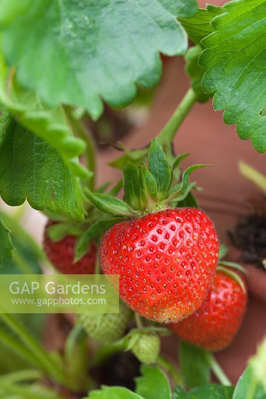 Étape par étape - Cultiver des fraises dans un pot en terre cuite - Fragaria 'Cambridge favorite '. Pot by Dunne and Hazell
