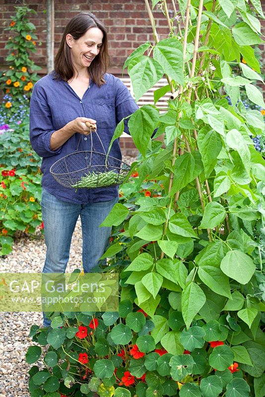 Étape par étape - Cultiver des haricots verts grimpants 'Fasold' - femme cueillant des haricots