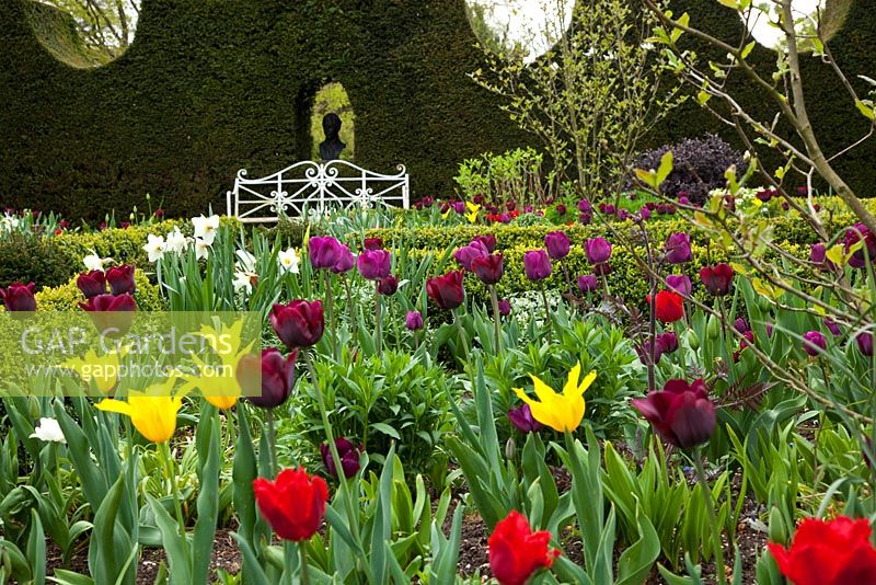 Tulipes de printemps, Sundial Garden, Highgrove, avril 2010. Conçu à l'origine par Lady Salisbury comme une roseraie