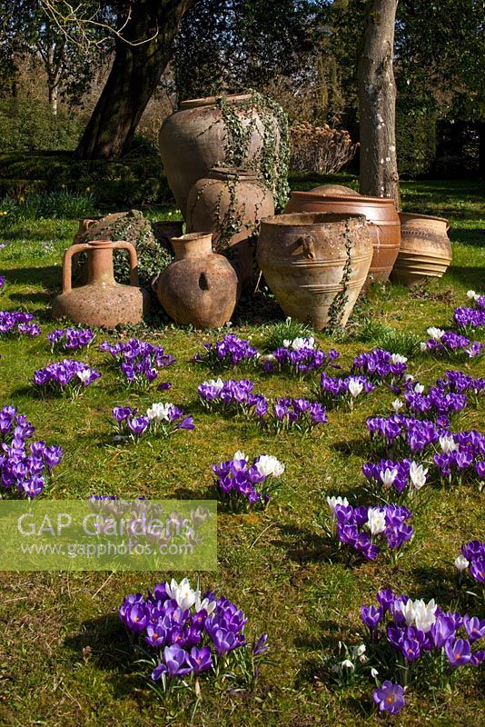Crocus de printemps, Highgrove Garden, mars 2011.