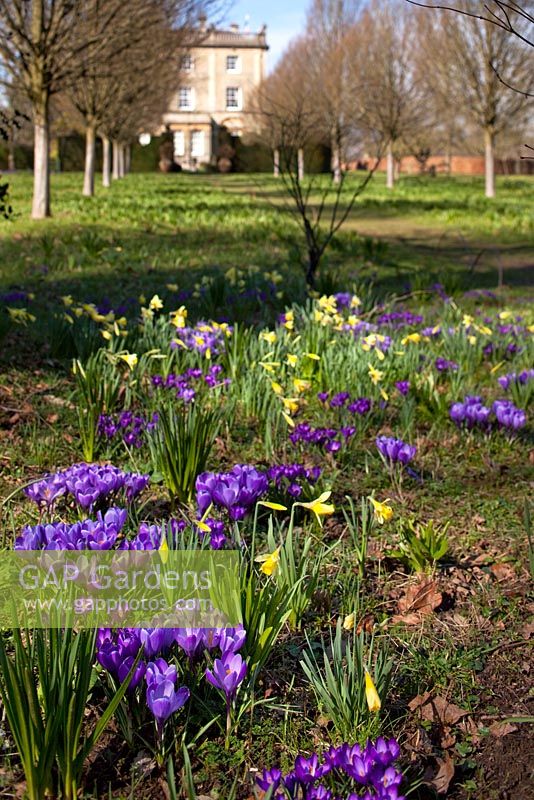 Fleurs de printemps, Highgrove House and Garden, mars 2011