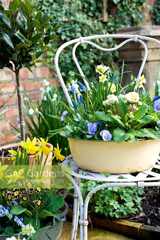 Bol en émail vintage planté de plantes printanières bleues et jaunes sur une chaise. Plants inc Narcissus Minnow, primevères, altos, saxifraga et muscari