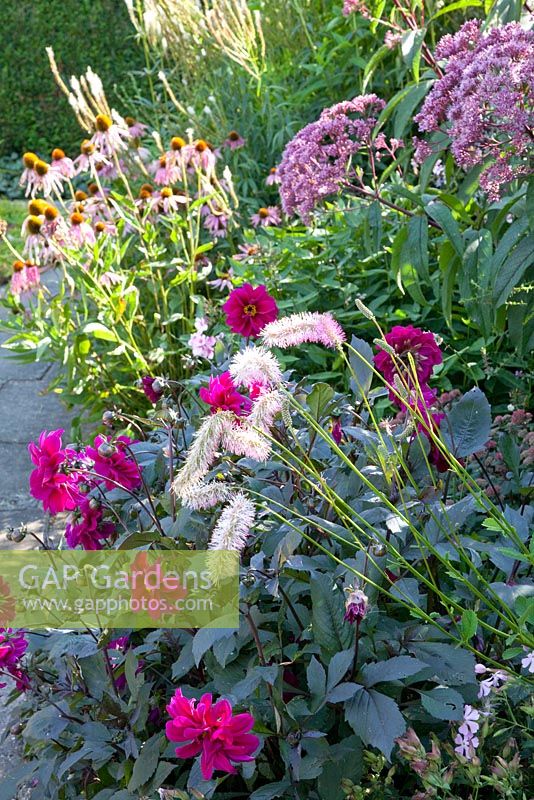 Parterre de fleurs avec Dahlia, Eupatorium 'Glutball' et Sanguisorba 'Pink Brushes'