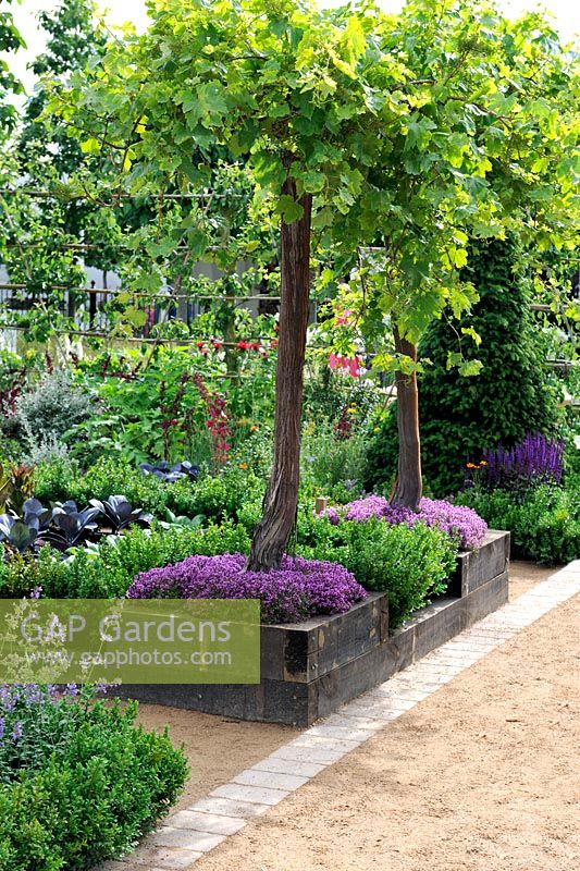 Normes de Vitis vinifera dans les parterres de bois surélevés recouverts de thymus, 'Urban Oasis', Hampton Court Palace Flower Show 2012