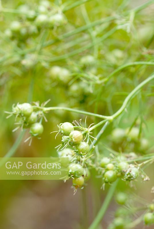 Coriandrum sativum - Coriandre marocaine, variété pour la production de semences, Pays de Galles.