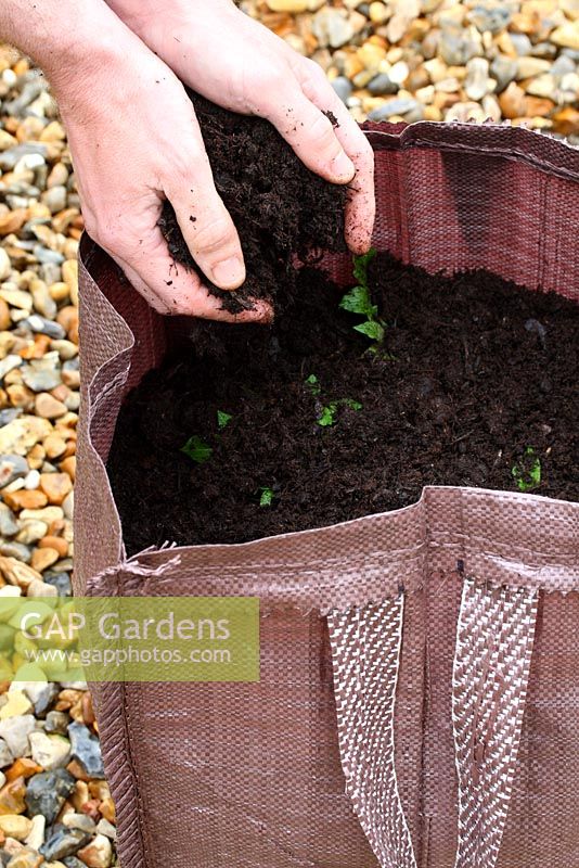 Étape par étape de la plantation de pommes de terre de semence dans un sac de culture - Au fur et à mesure que les pousses apparaissent, recouvrir d'une autre couche de compost de 4 pouces de profondeur et répéter ce processus deux fois de plus jusqu'à 2 pouces du haut du sac