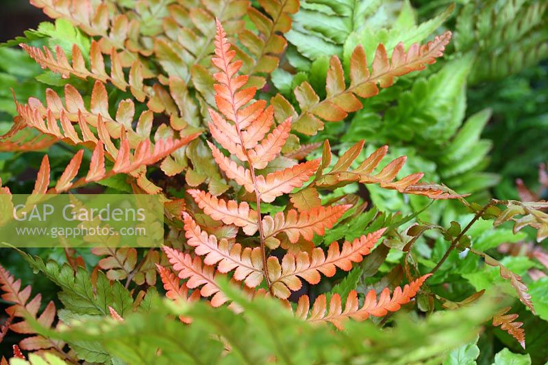 Dryopteris erythrosora - fougère Buckler, montrant de jeunes feuilles qui sont orange puis virant au vert