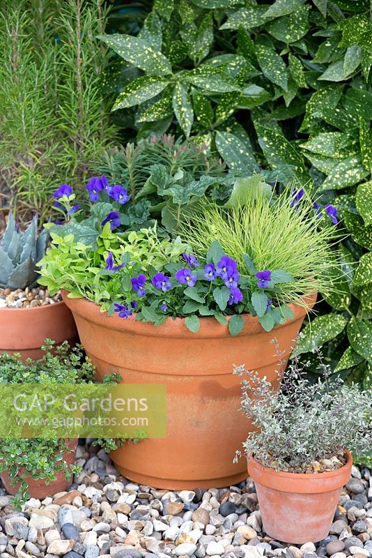 Étape par étape - Pot violet et vert avec Euphorbia 'Baby Charm', Alto 'Avalanche Blue', Festuca 'Golden Toupee', Origanum 'Aureum Gold' et Heuchera 'Marvelous Marble'