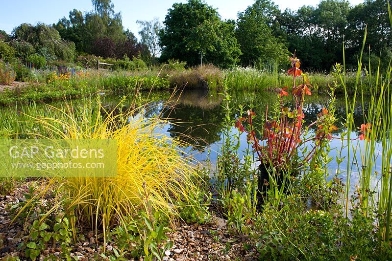 Vue de l'étang avec Carex elata 'Aurea' en premier plan