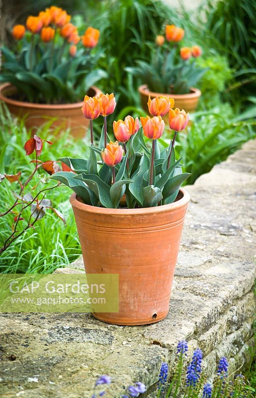 Tulipe 'Princes Irene' en pots en terre cuite