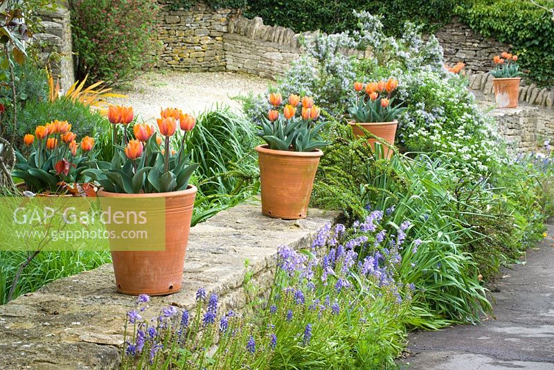 Rangée de pots en terre cuite sur muret avec Tulipa 'Princes Irene'