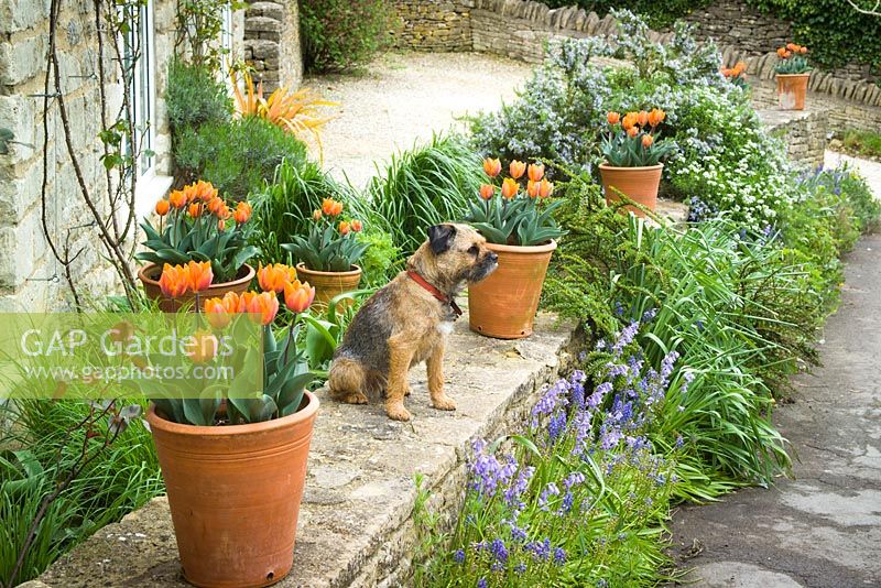 Très beau chien terrier parterre de fleurs parmi les pots de Tulipa 'Princes Irene'