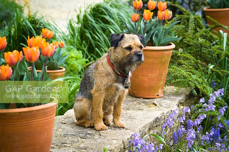 Très beau chien terrier parterre de fleurs parmi les pots de Tulipa 'Princes Irene'
