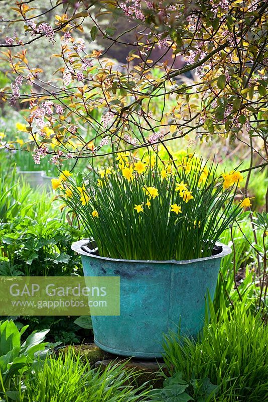 Narcissus jonquilla 'Flore Pleno' dans un grand pot au Glebe Cottage au printemps. Aussi connu sous le nom de Narcissus x odorus Plenus