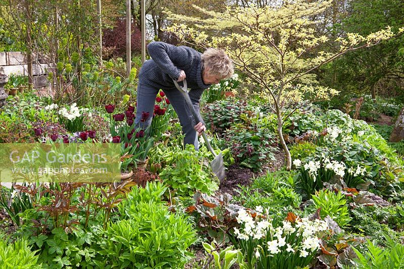 Carol Klein travaille dans un parterre de printemps au Glebe Cottage, y compris Narcissus 'Silver Chimes', Lamium orvala, Cornus controversa 'Variegata' et Tulipa 'Jan Reus' cultivées dans des pots en terre cuite.