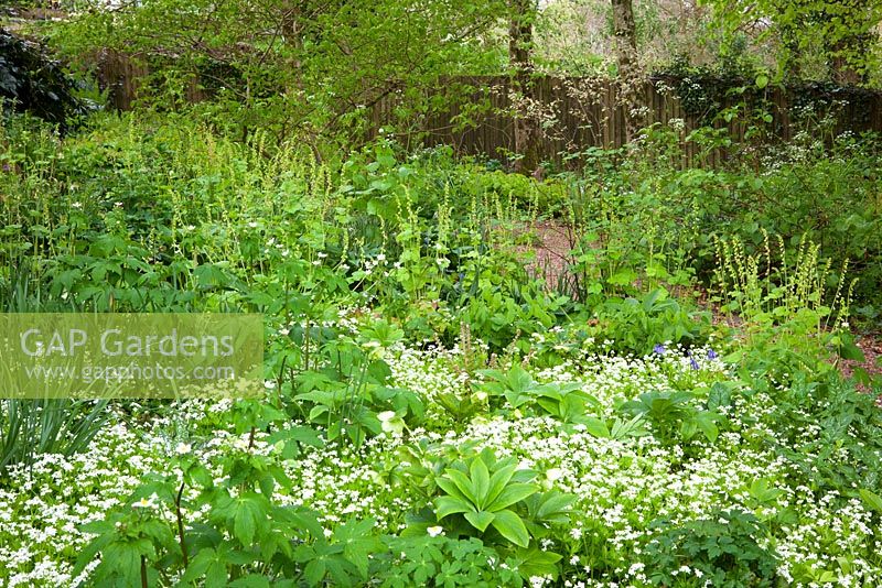 Mousse des bois à Glebe Cottage avec Galium odoratum - aspérule, Ranunculus aconitifolius - Boutons de célibataire blancs et Tellima grandiflora