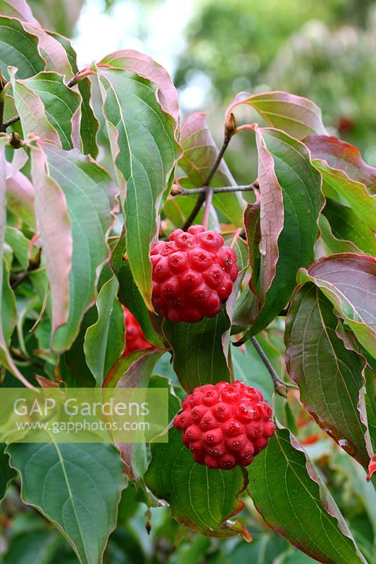 Cornus kousa aux fruits rouges en automne