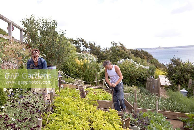 Parterres de fleurs surélevés avec laitue, pommes de terre, poireaux, choux, courgettes - Lotissement côtier, Mousehole, Cornwall