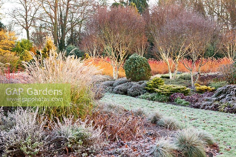 Le jardin d'hiver en novembre, l'hiver. Jardins de Bressingham, Norfolk, Royaume-Uni. Conçu par Adrian Bloom.