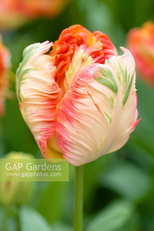 Tulipa 'Perroquet abricot' en avril