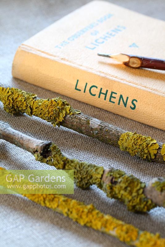 Un livre d'observateurs de lichens et de brindilles avec du lichen sur lin