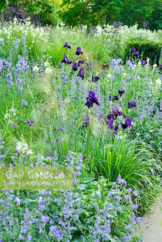 Iris 'Sable' poussant avec Nepeta racemosa 'Walker's Low', Iris sibirica, Stipa gigantea camassias et ifs hedging - Cory Lawn, Cambridge Botanic Gardens