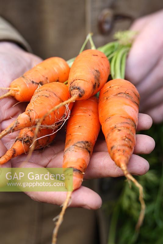 Daucus carota 'Autumn King' - Jardinier tenant un tas de carottes qui ont été attaquées par Carrot Fly