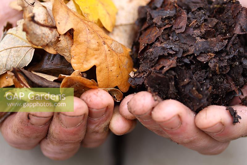 Moule à feuilles en feuilles de chêne, mains de jardinier montrant le processus de décomposition