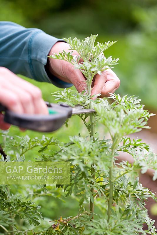 Multiplication de l'absinthe Artemisia absinthium. Prélèvement de boutures sur une plante mature en été.