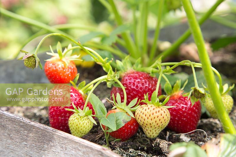 Étape par étape pour planter des fraises dans un pot en métal suspendu