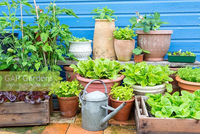 Petit jardin avec collection de légumes cultivés en pot et salade