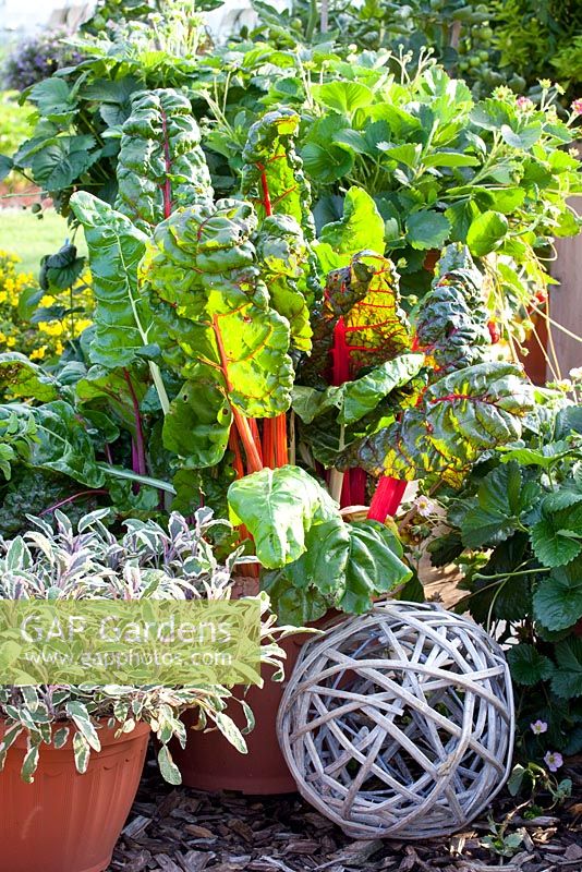 Plantation de légumes et de fruits en pot - Fragaria Camara, Salvia officinalis Tricolor et Beta vulgaris Bright Lights