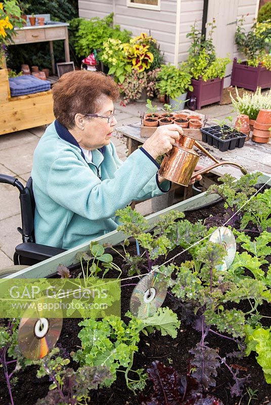 Personnes âgées handicapées femme arrosant les verts d'hiver nouvellement plantés dans un trug de légumes