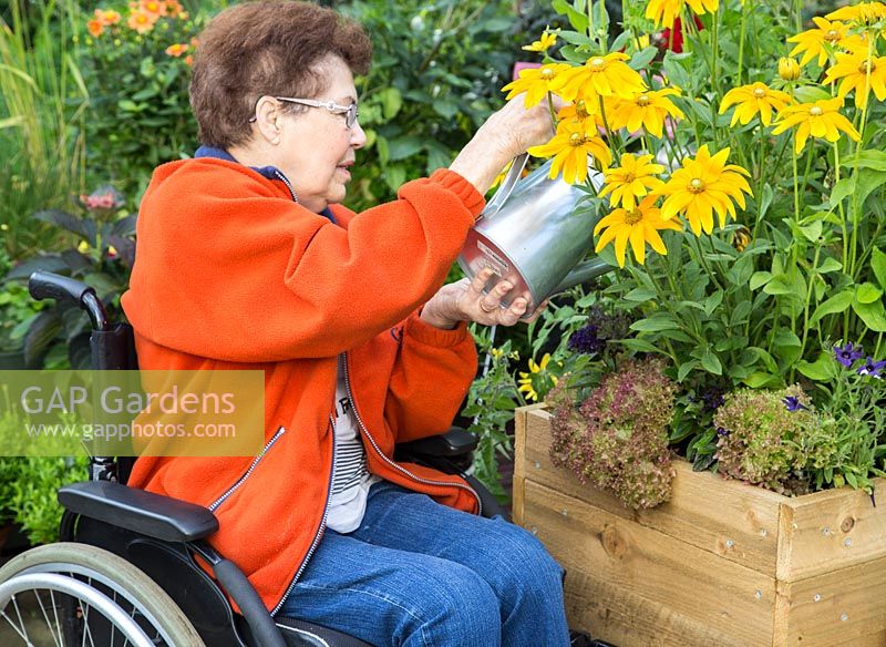 Femme âgée handicapée arrosant Rudbeckia 'Prairie Sun'