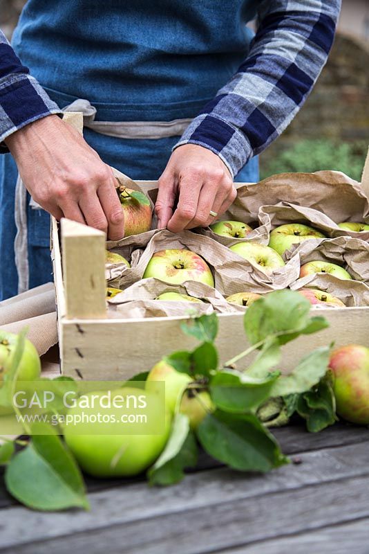 Femme organisant une boîte de pommes récoltées 'Bramley '. Malus domestica