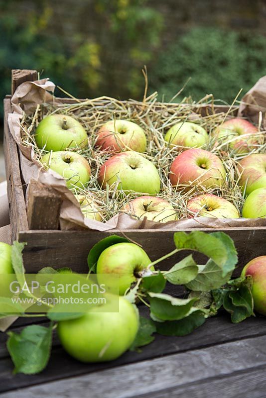 Boîte de pommes récoltées 'Bramley '. Malus domestica