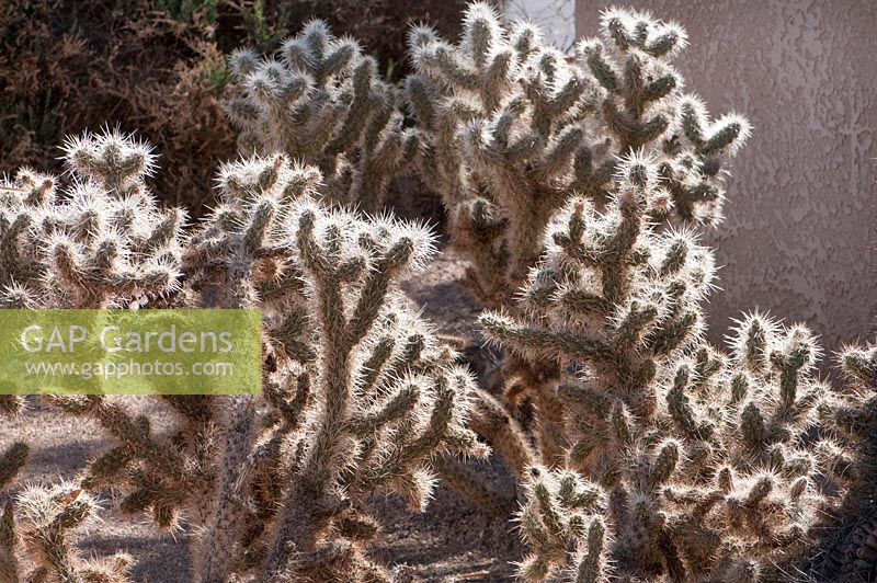 Cylindropuntia echinocarpa - Cholla argenté. Parc national de Joshua Tree, Californie, États-Unis