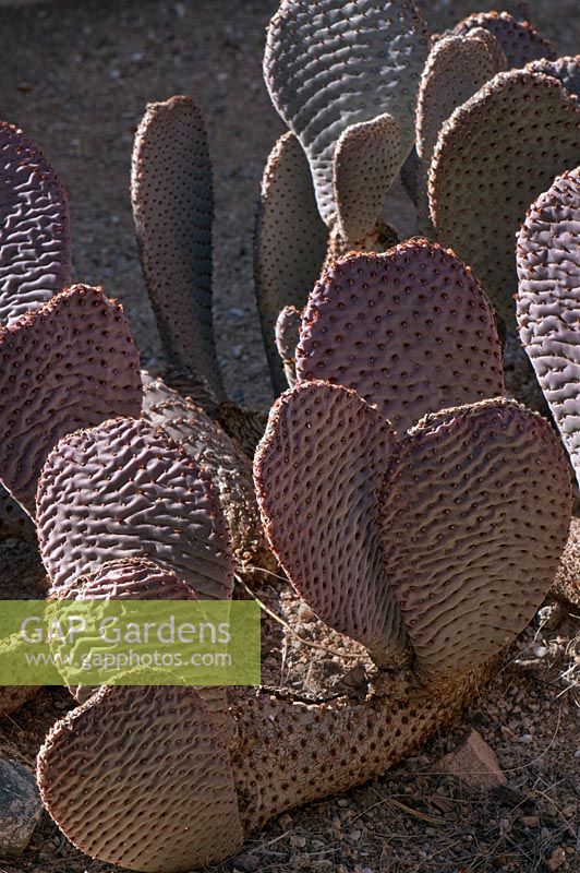 Opuntia basilaris - Beavertail cactus, Joshua Tree National Park, Californie, USA