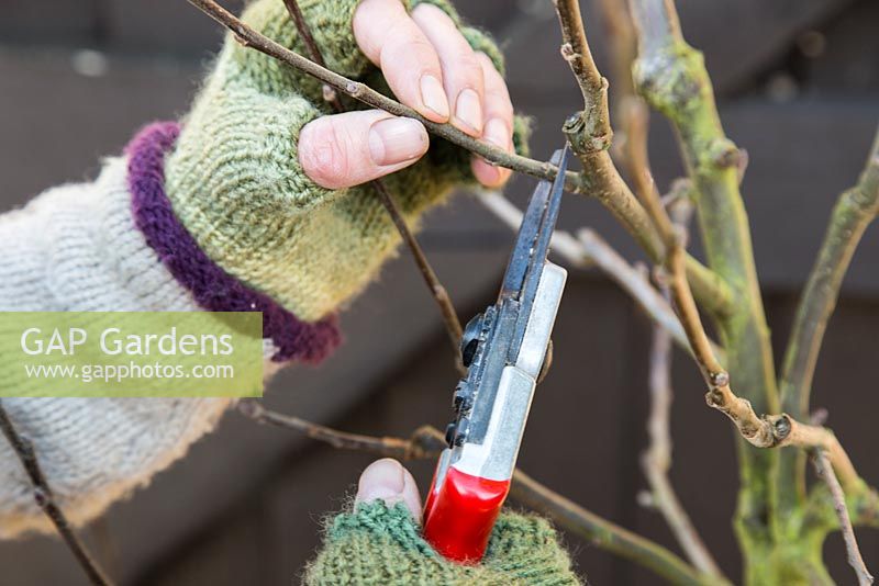 Couper les branches endommagées ou croisées sur l'arbre fruitier. Pomme 'Egremont Russet'