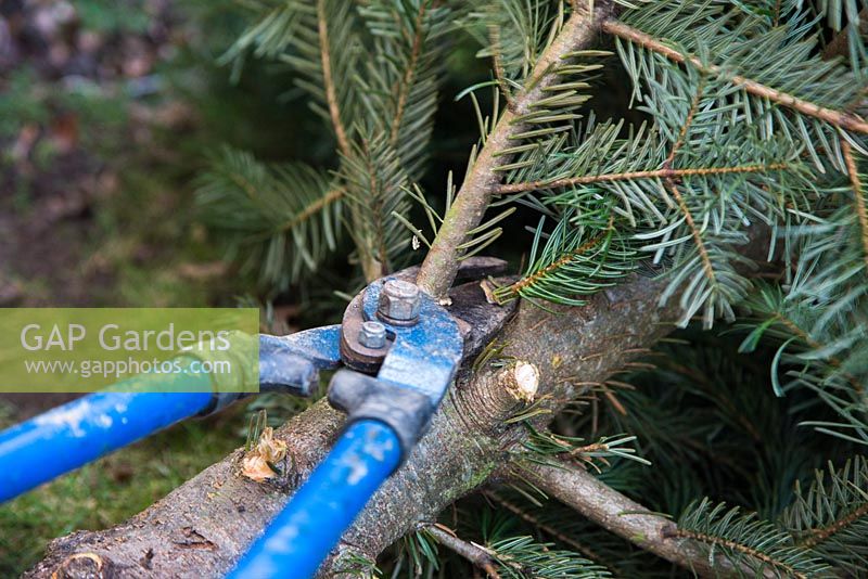 Recyclage d'un arbre de Noël pour le compost. Enlever les branches de l'arbre de Noël avec des élagueurs