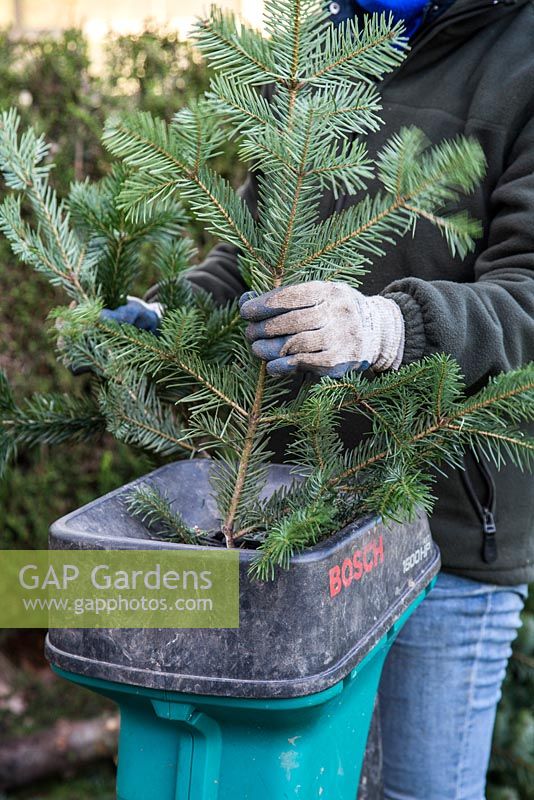 Recyclage d'un arbre de Noël pour le compost. Passer des branches à travers un broyeur de jardin